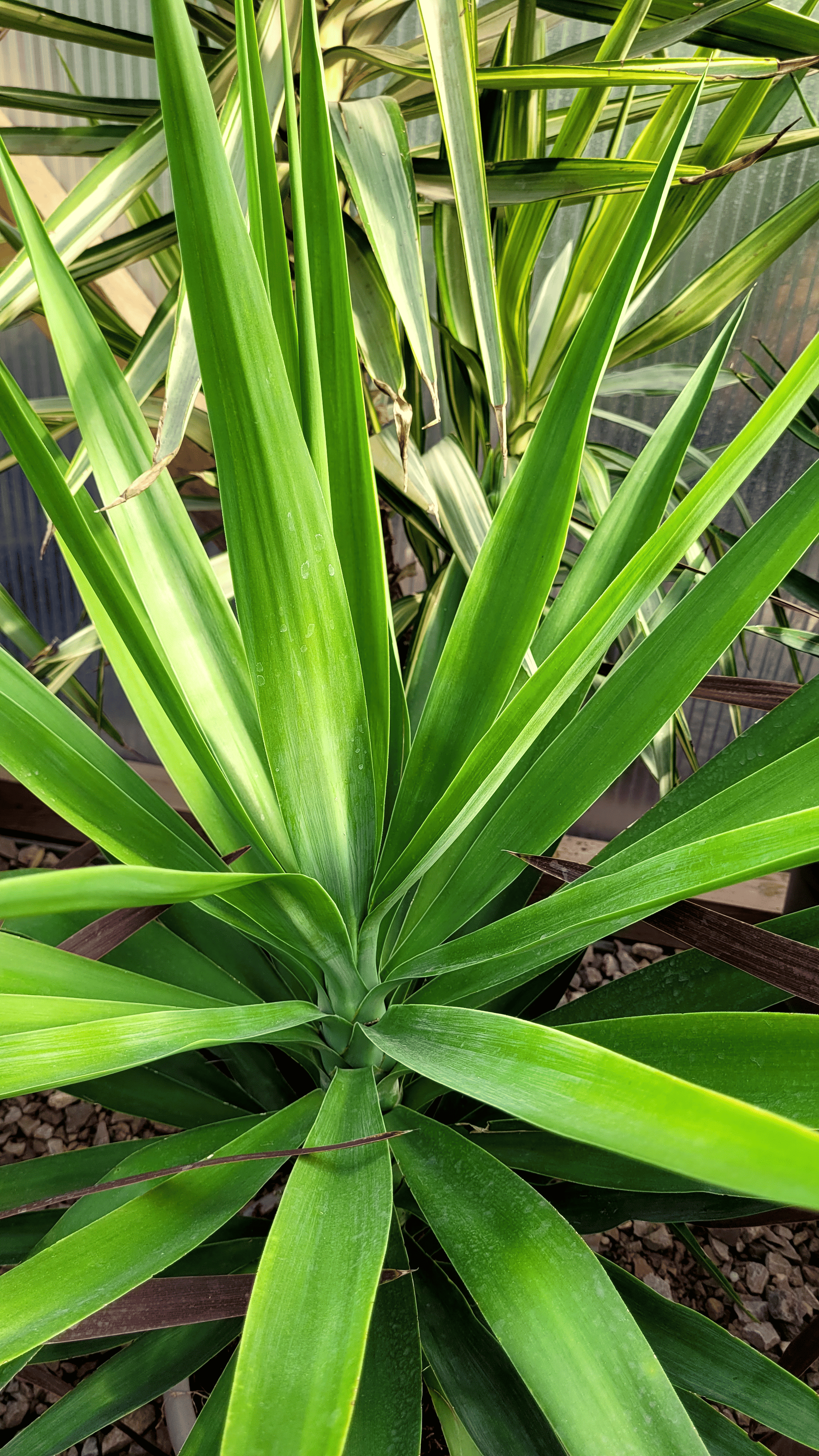 Yucca Elegans